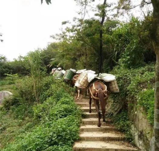 随州山区马帮运输