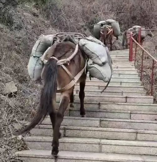 随州骡马运输