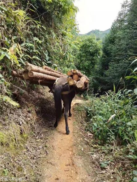 随州骡子运输