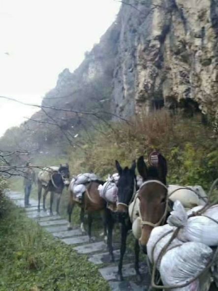 随州骡子运输队
